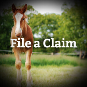 Independent Equine Agents | Independent Equine Agents