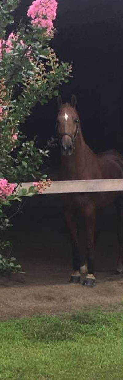 horse-riding-17