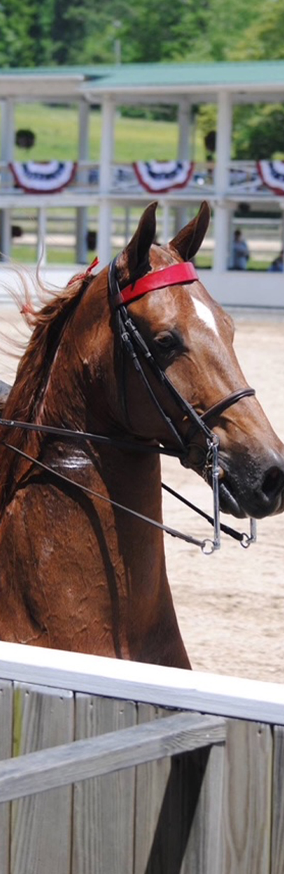 horse-riding-18